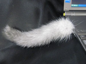 cat_tail_1