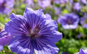 june-09-geranium-calendar-1280x800