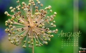 august-09-fireworks_flower-calendar-1280x800