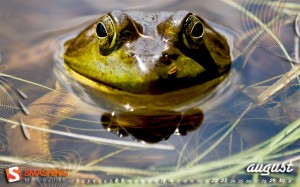 august-09-im-a-frog-calendar-1280x800