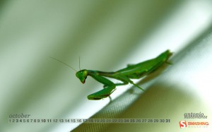 october-09-praying-mantis-calendar-1280x800